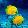 熱帶魚